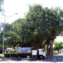 Morton Bay Fig